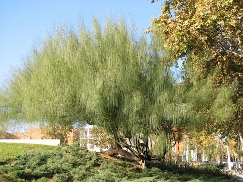 Parkinsonia aculeata